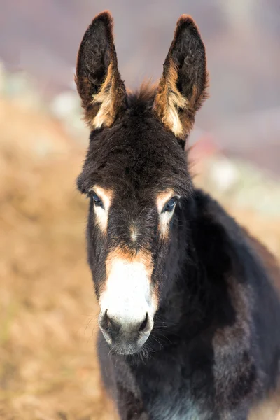 Burro triste olhando para a câmera — Fotografia de Stock