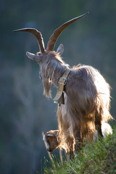 Grazing goat with big horns — Stock Photo, Image