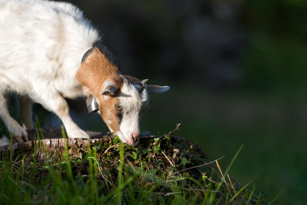 Small goat grazing — Stock Photo, Image