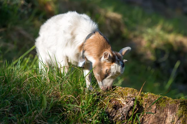 Small goat grazing — Stock Photo, Image