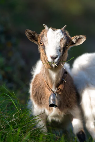 Pastoreo de cabras pequeñas —  Fotos de Stock