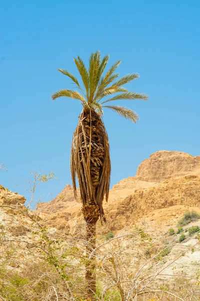 Μοναχικό φοίνικα στην πλαγιά του βουνού έρημο — Φωτογραφία Αρχείου