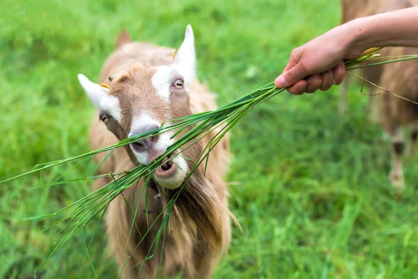 De la mano para comer hierba en una cabra —  Fotos de Stock