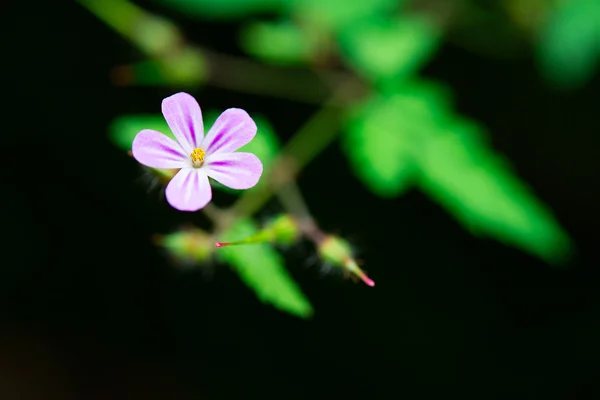 Geranium robertianum — Stock Photo, Image