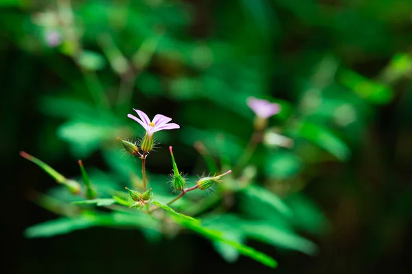 老鹳草 robertianum — 图库照片