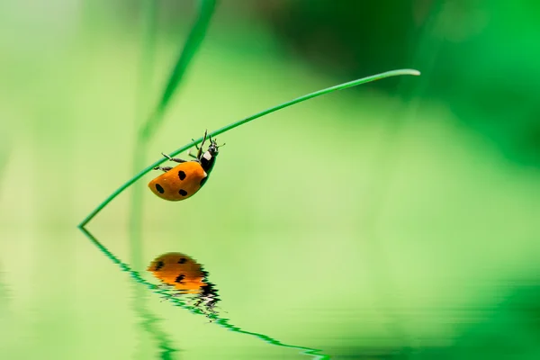 瓢虫草叶片上的倒水 — 图库照片