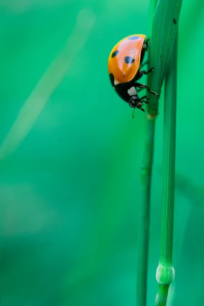 关于草的瓢虫 — 图库照片