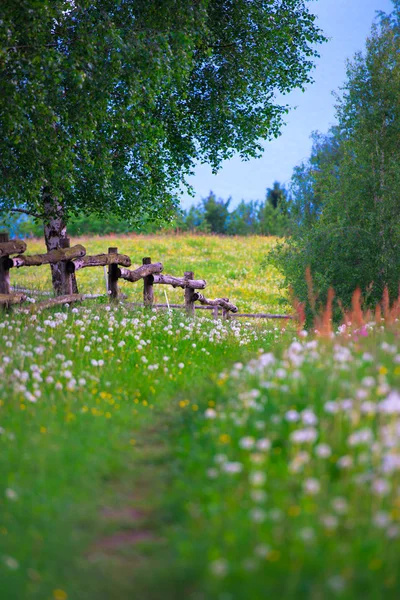 Sendero de montaña en medio del prado florido — Foto de Stock