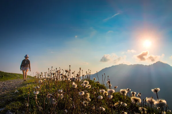 Virágok a hegyekben, a naplemente, a háttérben egy nővel — Stock Fotó