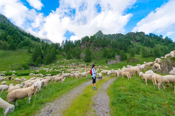 Girl looks transhumance of sheep in the mountains — Stock Photo, Image