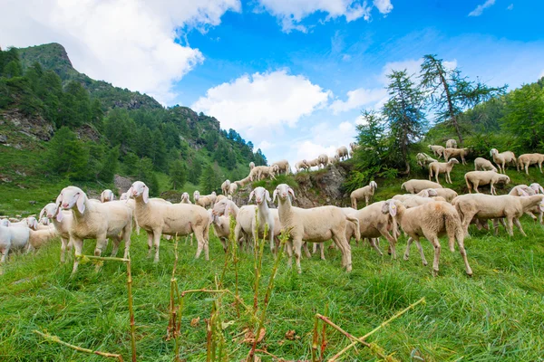Transhumance of sheep in the mountains — Stock Photo, Image