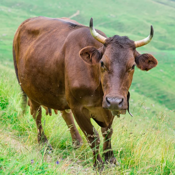 牛在山牧场 — 图库照片