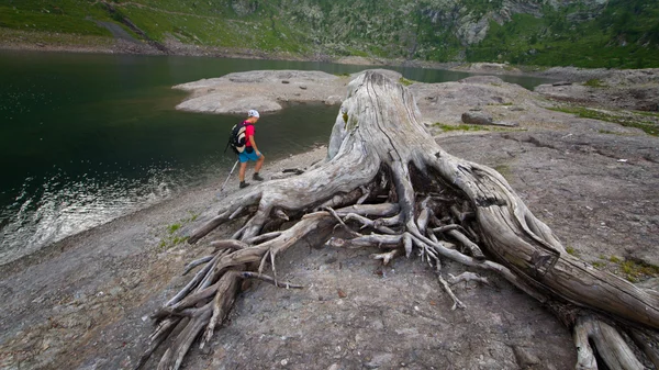 Dry stump In the shores of a mountain lake in the background a w — Stock Photo, Image