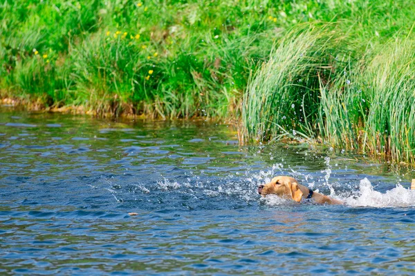 Greaves labrador retriever in water — Stock Photo, Image