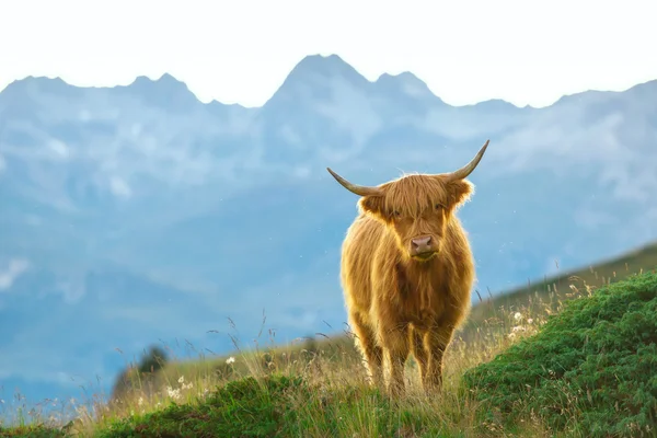 Highlander - Scottish cow On the Swiss Alps — Stock Photo, Image