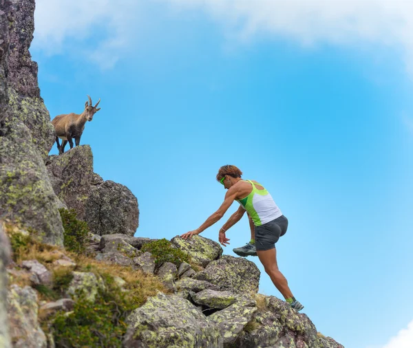 Sportieve vrouw zout stenen in de bergen tot een ibex — Stockfoto