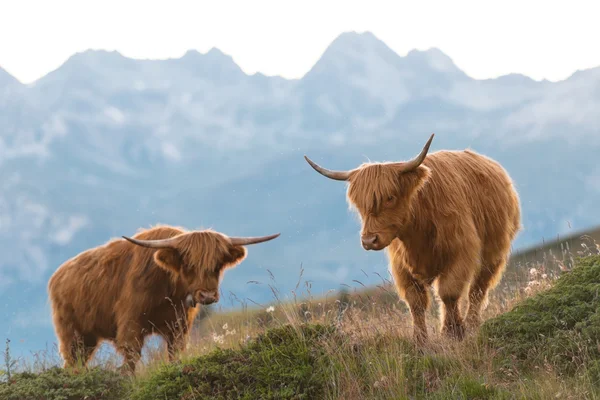 Два горца - шотландская корова в швейцарских Альпах — стоковое фото