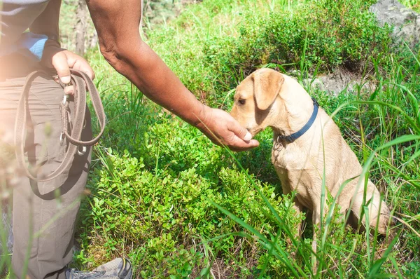 Perro comiendo de la mano de su amo — Foto de Stock