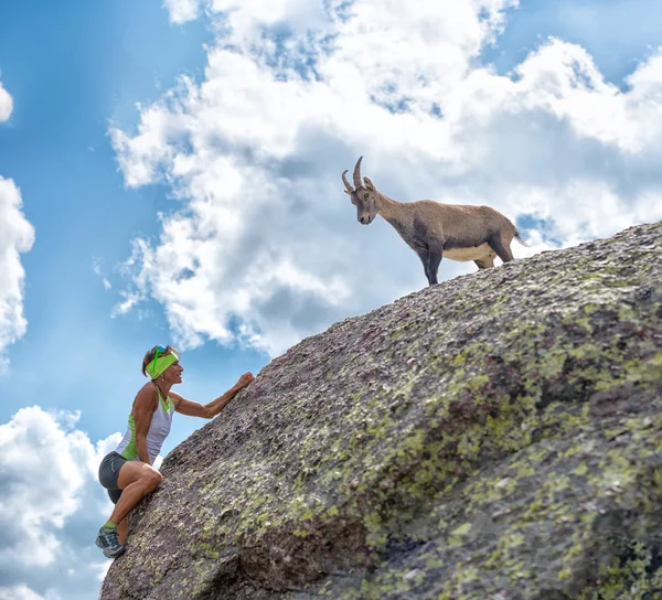 Vrouw klimmer ontmoetingen een Steenbok — Stockfoto