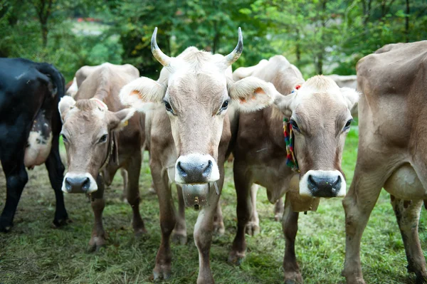 Vaca com chifres afiados — Fotografia de Stock