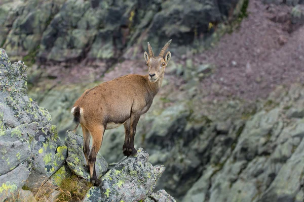 Ibex on rock — Stock Photo, Image