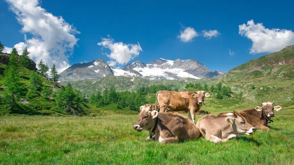 Pâturage des vaches dans les montagnes suisses — Photo
