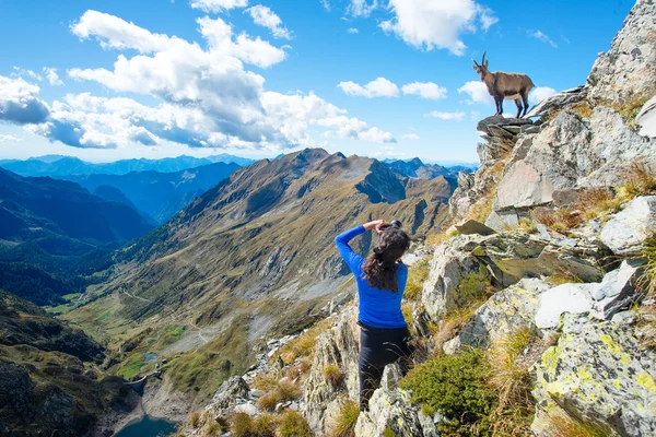 Meisje wandelaar fotograaf Steenbok in de bergen — Stockfoto