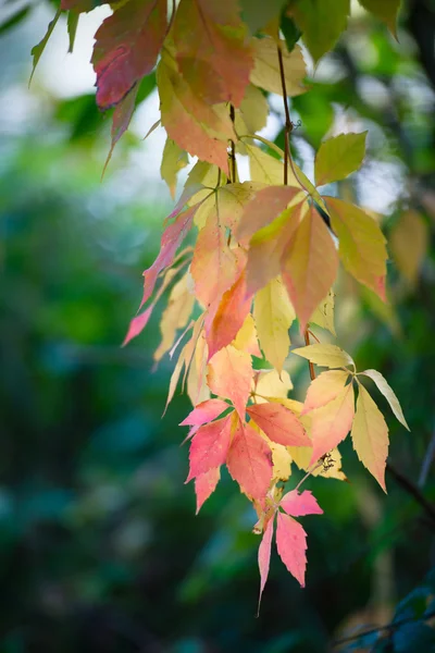 Herbstblätter hängen am Ast — Stockfoto
