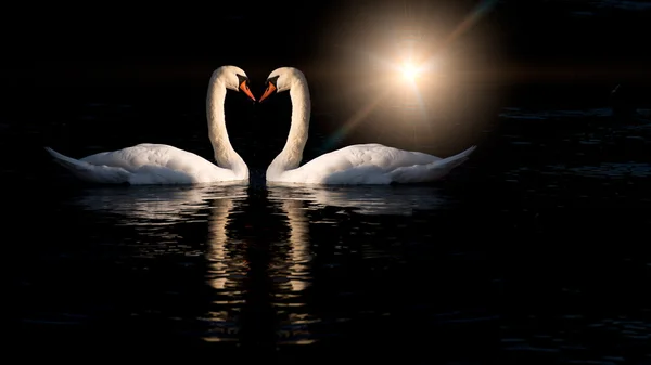 Two swans kissing — Stock Photo, Image