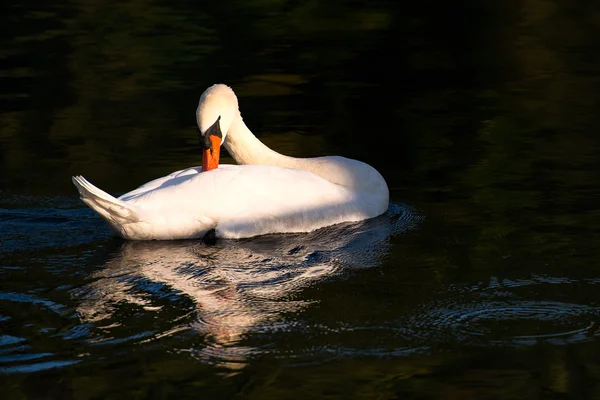 Cigno nel fiume — Foto Stock