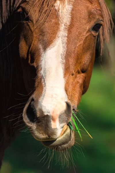 Pferd frisst Gras — Stockfoto