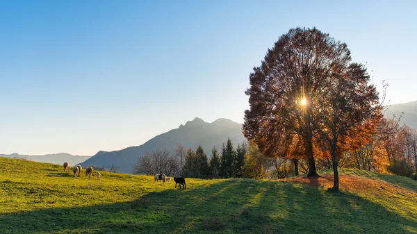 Scène de pâturages en automne — Photo