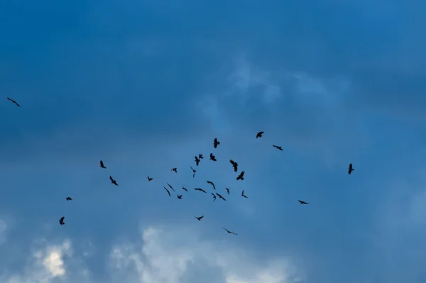 Kargalar uçuş — Stok fotoğraf