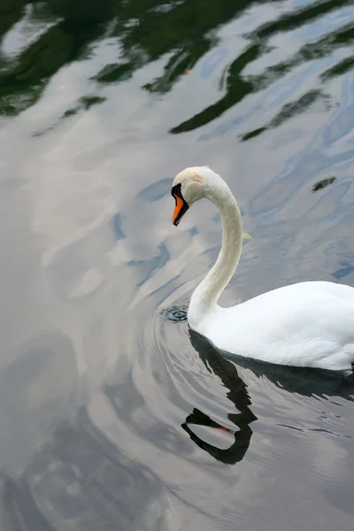 Cisne é refletido na água — Fotografia de Stock