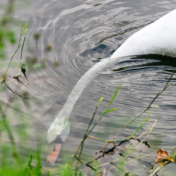 Pescoço cisne subaquático — Fotografia de Stock