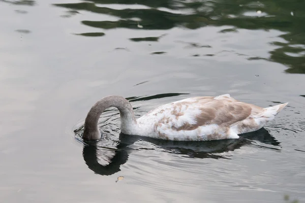 Swan tucks hoofd onder water — Stockfoto