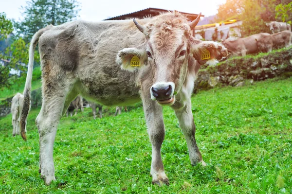 Vaca na montanha durante o pôr do sol — Fotografia de Stock