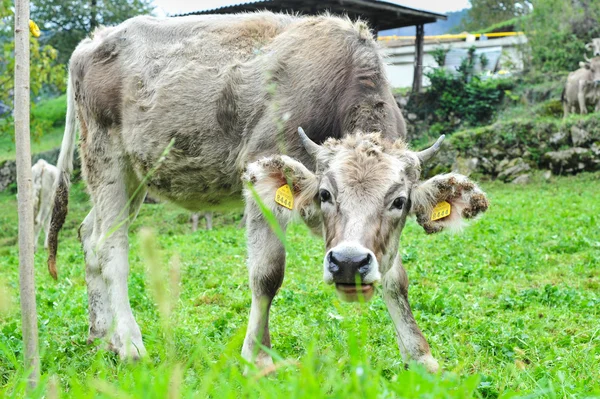 Vaca en la montaña durante la puesta del sol —  Fotos de Stock