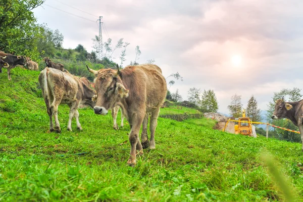 Vaches dans la montagne thw — Photo