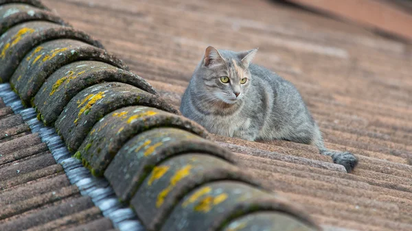 Gatto su tetti con tegola — Foto Stock
