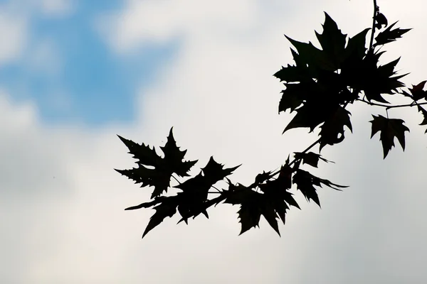 Blätter in Silhouette — Stockfoto