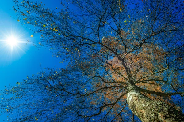 从太阳下面的高桦树 — 图库照片