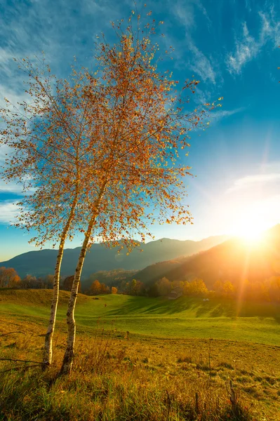 Two small birch trees in autumn sun — Stock Photo, Image