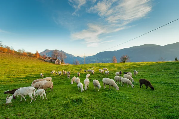 Fåren betar på de italienska Alperna — Stockfoto