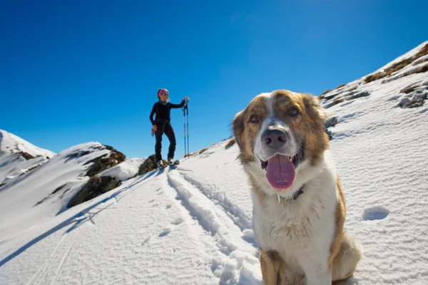 Hund i bergen — Stockfoto