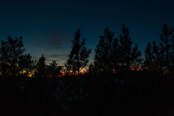 Червоний захід сонця у чорному лісі — стокове фото