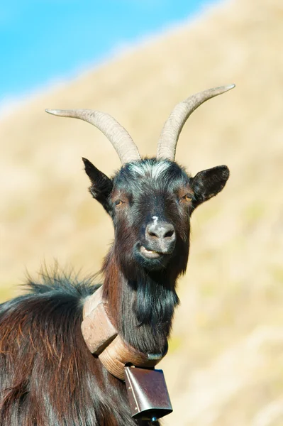 Goat ruminant with cowbell — Stock Photo, Image