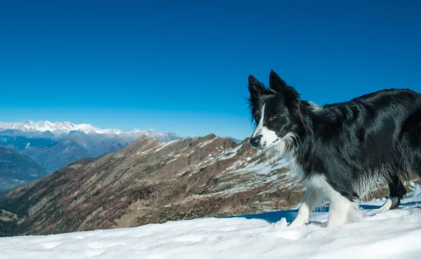Border Collie alone  in the top of the mountain with snow — Stock Photo, Image