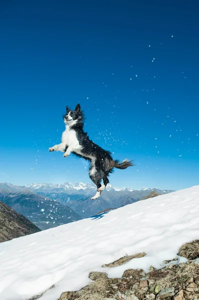 Border Collie hoppar i snön i toppen av berget — Stockfoto