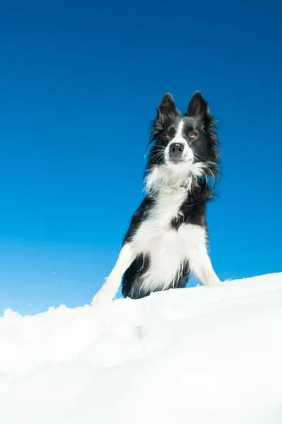 Border Collie ensam i freden i snön — Stockfoto